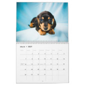 Dachshund Puppies 2014 Kalender (Mar 2027)