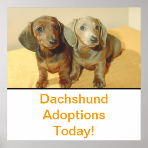 Dachshund Puppies adoptie Poster