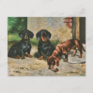 Dachshund-Puppies Briefkaart