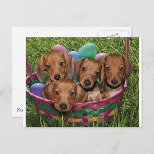 Dachshund-Puppies Briefkaart (Voorkant / Achterkant)