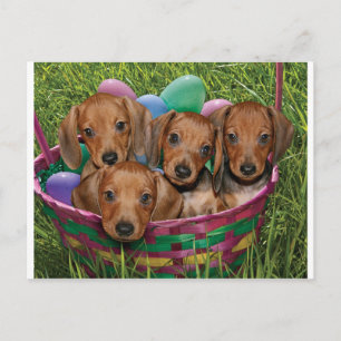 Dachshund-Puppies Briefkaart