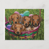 Dachshund-Puppies Briefkaart (Voorkant)