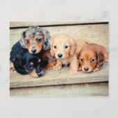 Dachshund-Puppies Briefkaart (Voorkant)