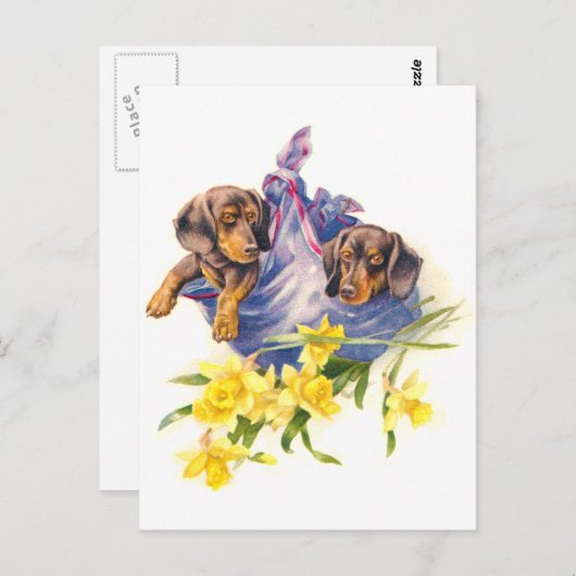 Dachshund-Puppies in Blanket met Daffodils Briefkaart (Voorkant / Achterkant)