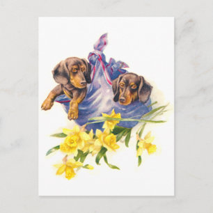 Dachshund-Puppies in Blanket met Daffodils Briefkaart