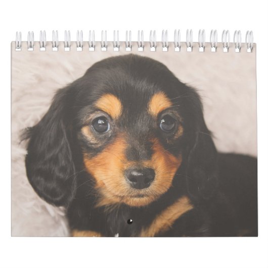 Dachshund-Puppies Kalender (Hoes)