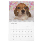 Dachshund-Puppies Kalender (Jan 2027)
