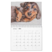 Dachshund-Puppies Kalender (Jan 2026)