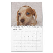 Dachshund-Puppies Kalender (Jan 2027)