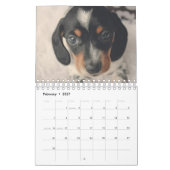 Dachshund-Puppies Kalender (Feb 2027)