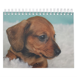 Dachshund-Puppies Kalender