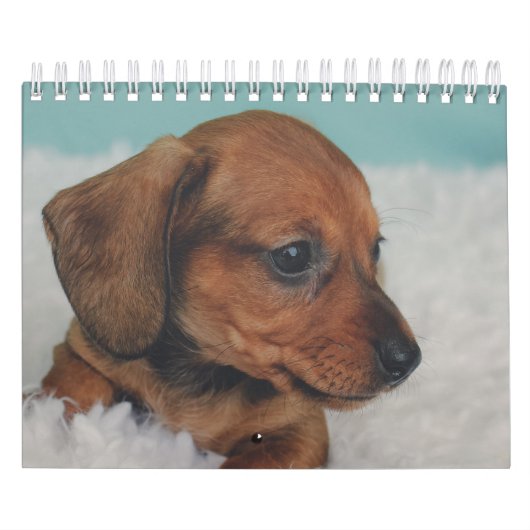 Dachshund-Puppies Kalender (Hoes)