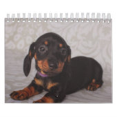Dachshund-Puppies Kalender (Hoes)