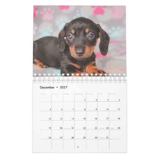 Dachshund-Puppies Kalender (Dec 2027)