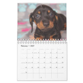 Dachshund-Puppies Kalender (Feb 2027)