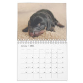 Dachshund-Puppies Kalender (Jan 2026)