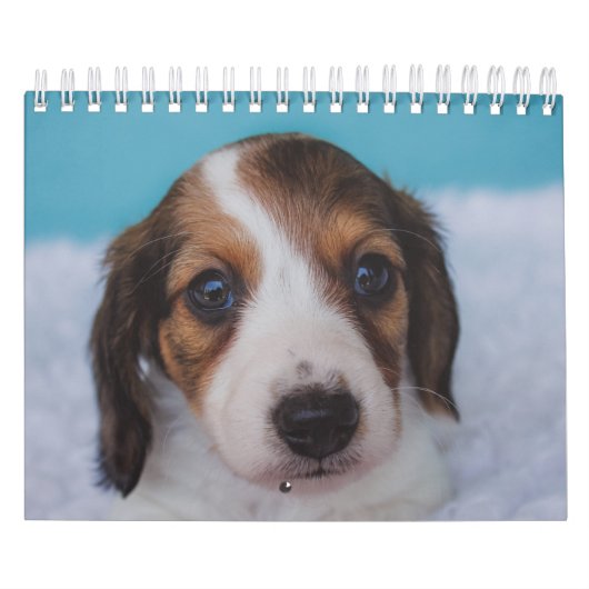 Dachshund-Puppies Kalender (Hoes)
