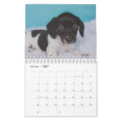 Dachshund-Puppies Kalender (Jan 2027)