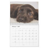 Dachshund-Puppies Kalender (Feb 2027)