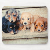 Dachshund-Puppies Muismat (Voorkant)