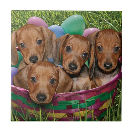 Dachshund-Puppies Tegeltje (Voorkant)