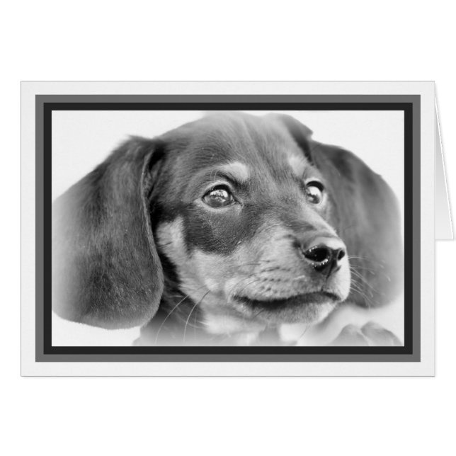 Dachshund Puppy B&W (Voorkant Horizontaal)