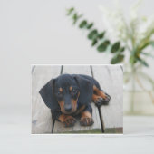 Dachshund Puppy Black Briefkaart (Staand voorkant)
