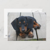 Dachshund Puppy Black Briefkaart (Voorkant / Achterkant)