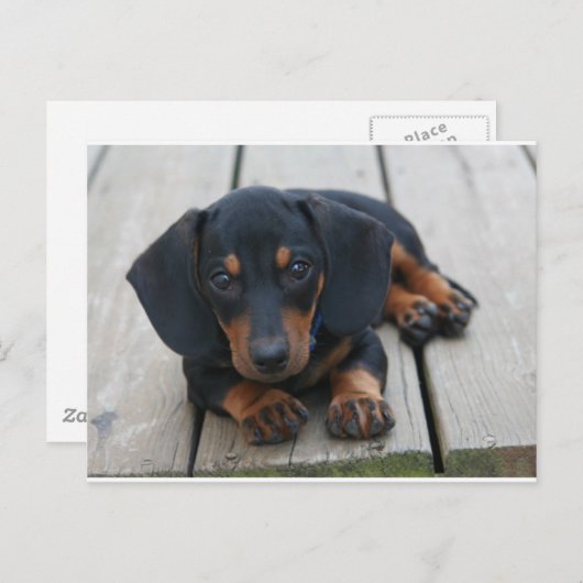 Dachshund Puppy Black Briefkaart (Voorkant / Achterkant)