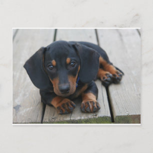 Dachshund Puppy Black Briefkaart