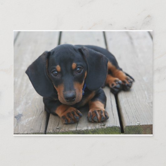 Dachshund Puppy Black Briefkaart (Voorkant)
