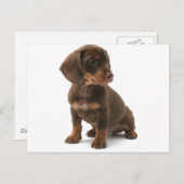 Dachshund Puppy Briefkaart (Voorkant / Achterkant)