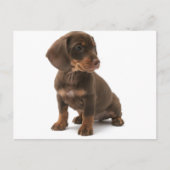 Dachshund Puppy Briefkaart (Voorkant)