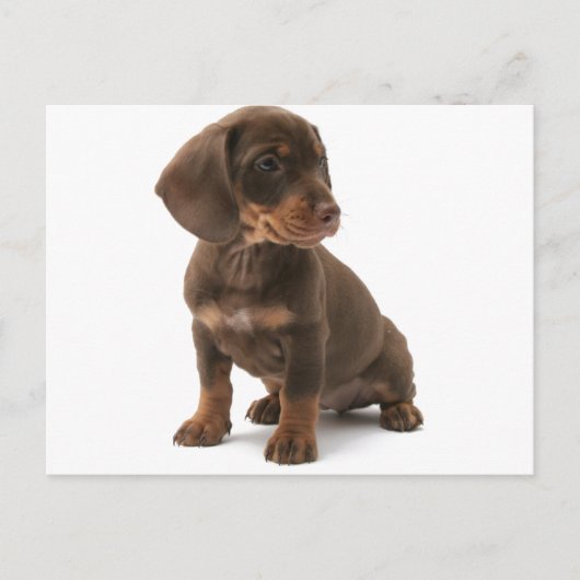 Dachshund Puppy Briefkaart (Voorkant)