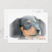 Dachshund Puppy Briefkaart (Voorkant / Achterkant)