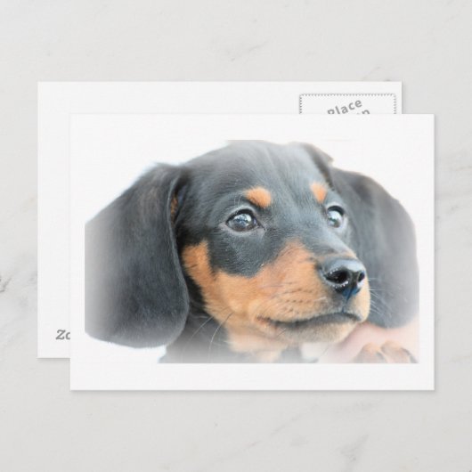 Dachshund Puppy Briefkaart (Voorkant / Achterkant)