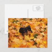 Dachshund puppy briefkaart (Voorkant / Achterkant)