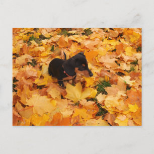 Dachshund puppy briefkaart