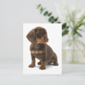 Dachshund Puppy Briefkaart (Staand voorkant)