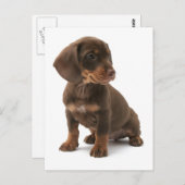 Dachshund Puppy Briefkaart (Voorkant / Achterkant)