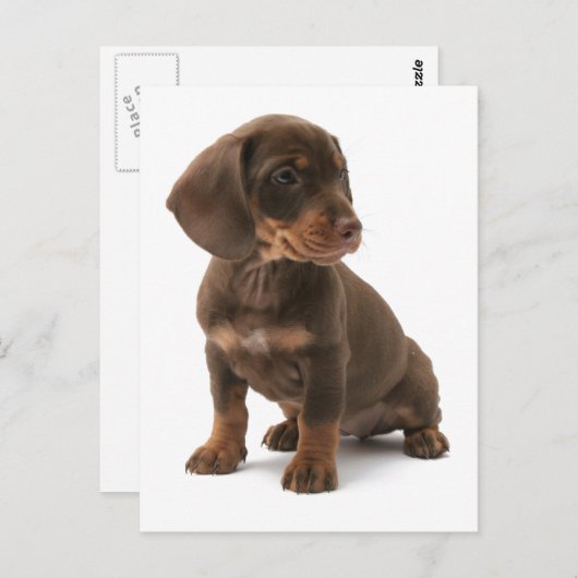Dachshund Puppy Briefkaart (Voorkant / Achterkant)