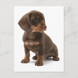 Dachshund Puppy Briefkaart