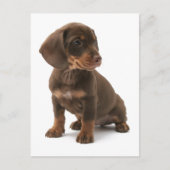 Dachshund Puppy Briefkaart (Voorkant)