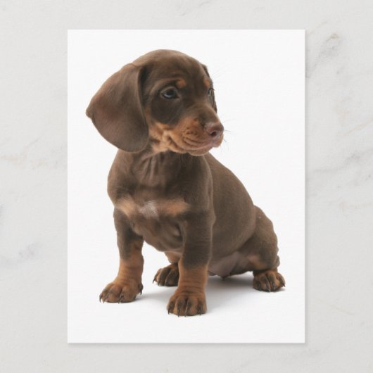 Dachshund Puppy Briefkaart (Voorkant)