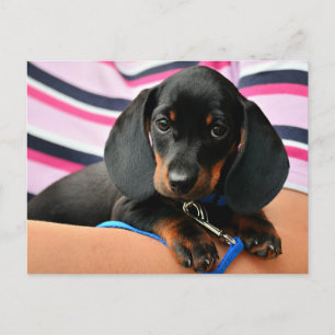 Dachshund Puppy Briefkaart