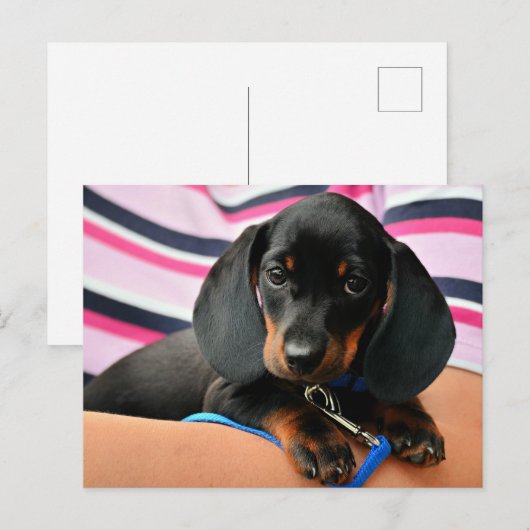 Dachshund Puppy Briefkaart (Voorkant / Achterkant)