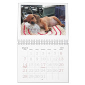 Dachshund Puppy Calendar 2011 Kalender (Mar 2027)