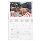 Dachshund Puppy Calendar 2011 Kalender (Mar 2026)