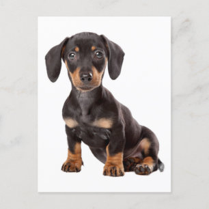 Dachshund Puppy Dog Blank Briefkaart