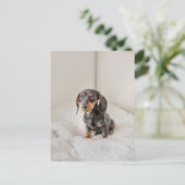 Dachshund Puppy Dog Briefkaart (Staand voorkant)